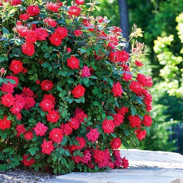 Rosa arbustiva aromatica