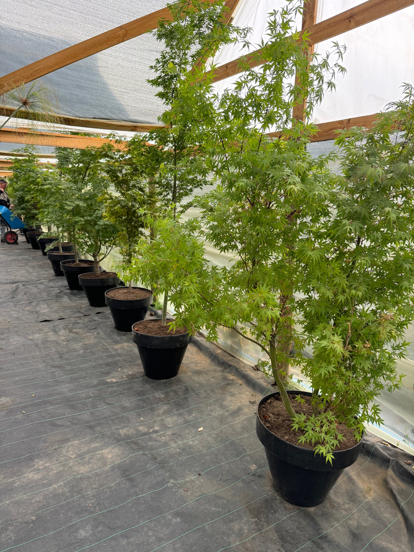 Acer japonico maceta