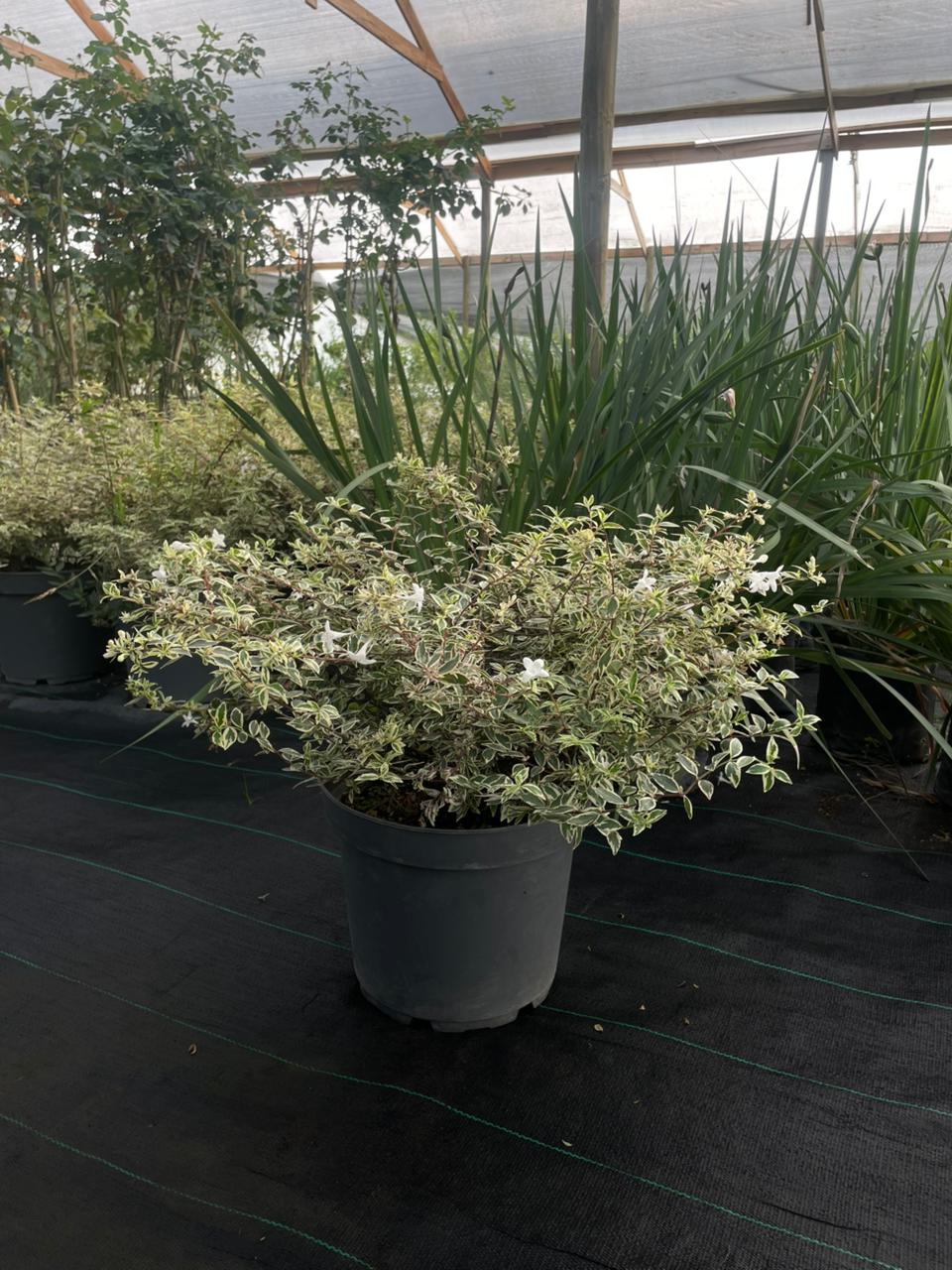 abelia variegada