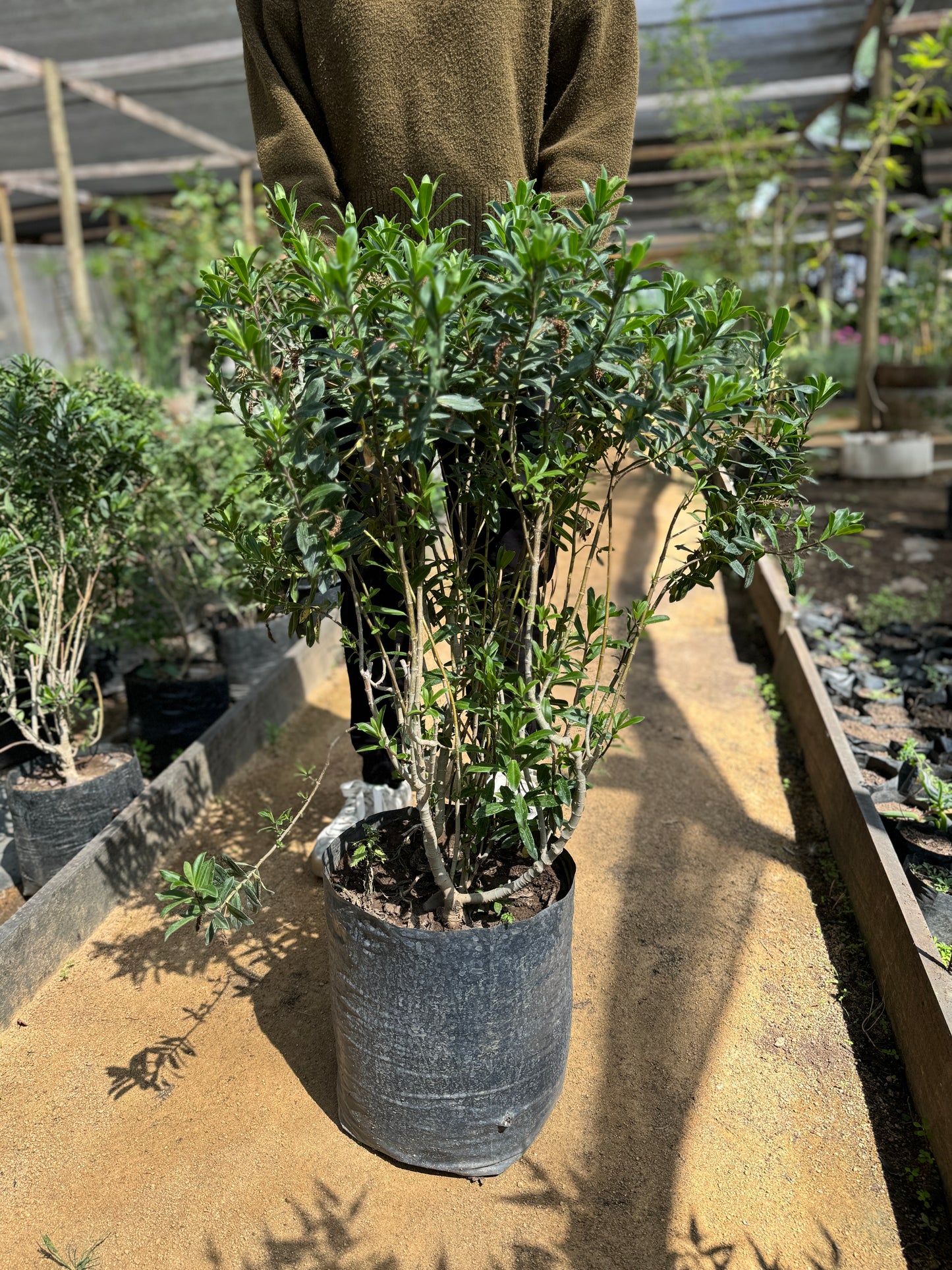 Verónica buxifolia