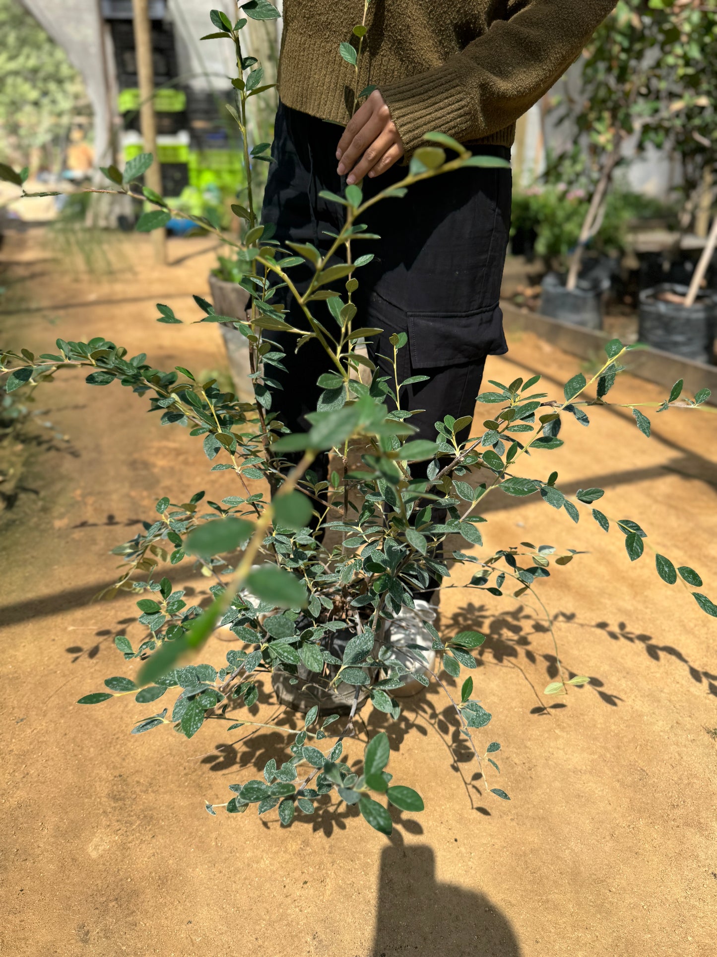 Cotoneaster