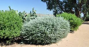 Trenium glauca
