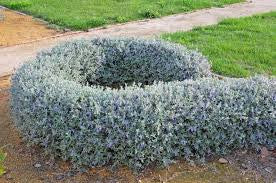 Trenium glauca