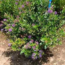 Verónica buxifolia