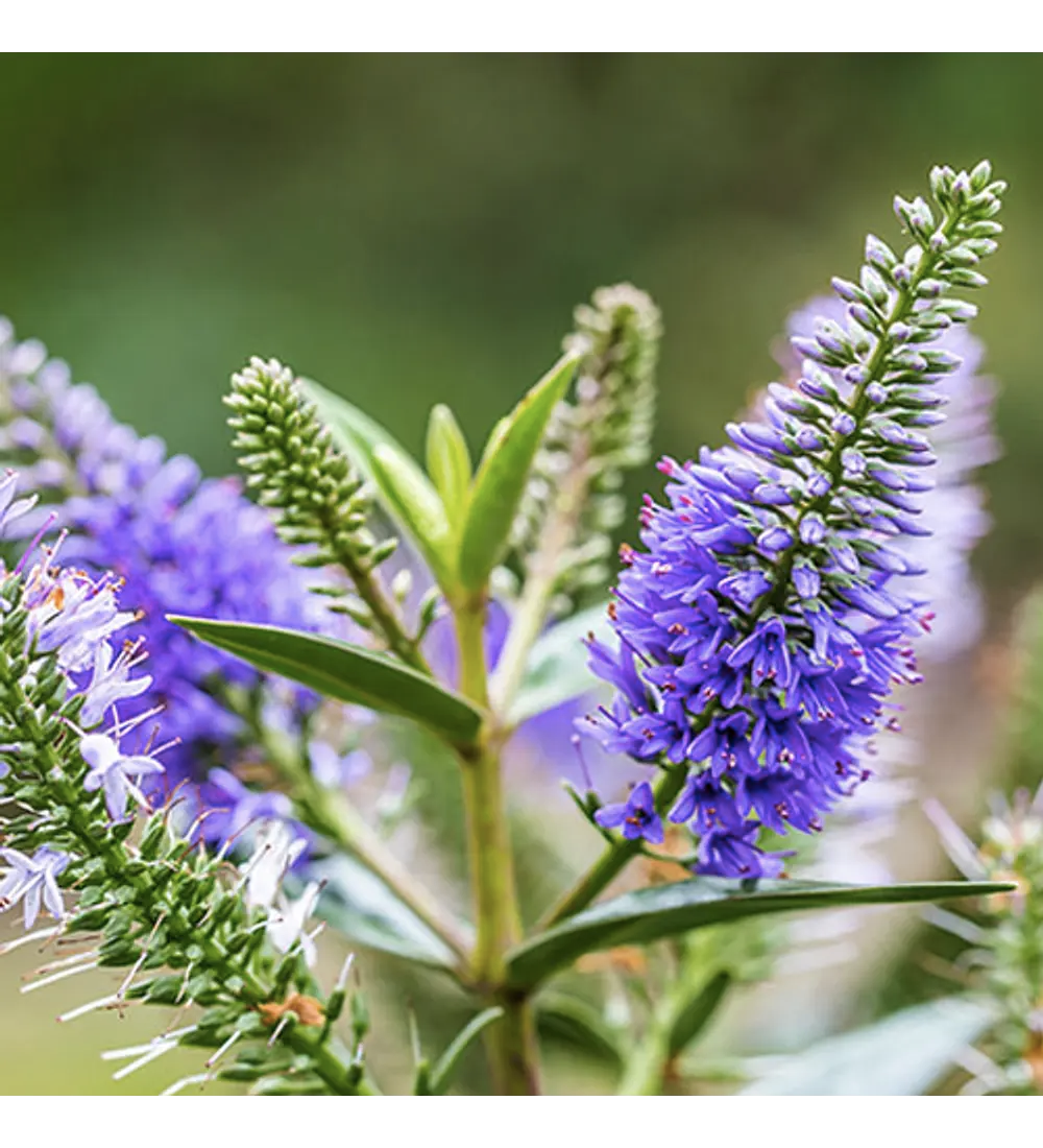 Verónica buxifolia