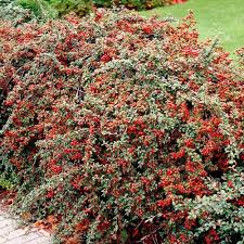Cotoneaster