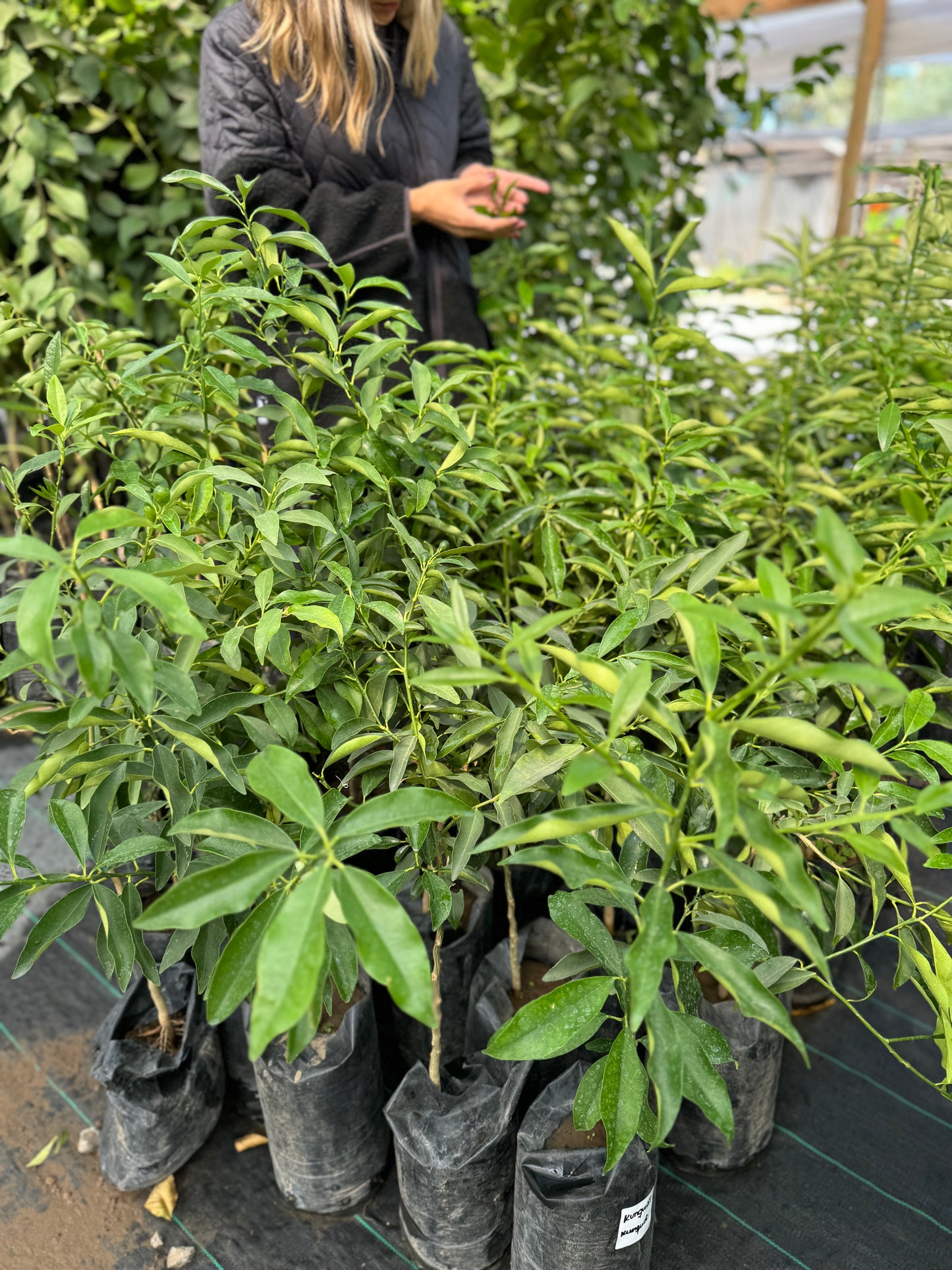 Kumquats