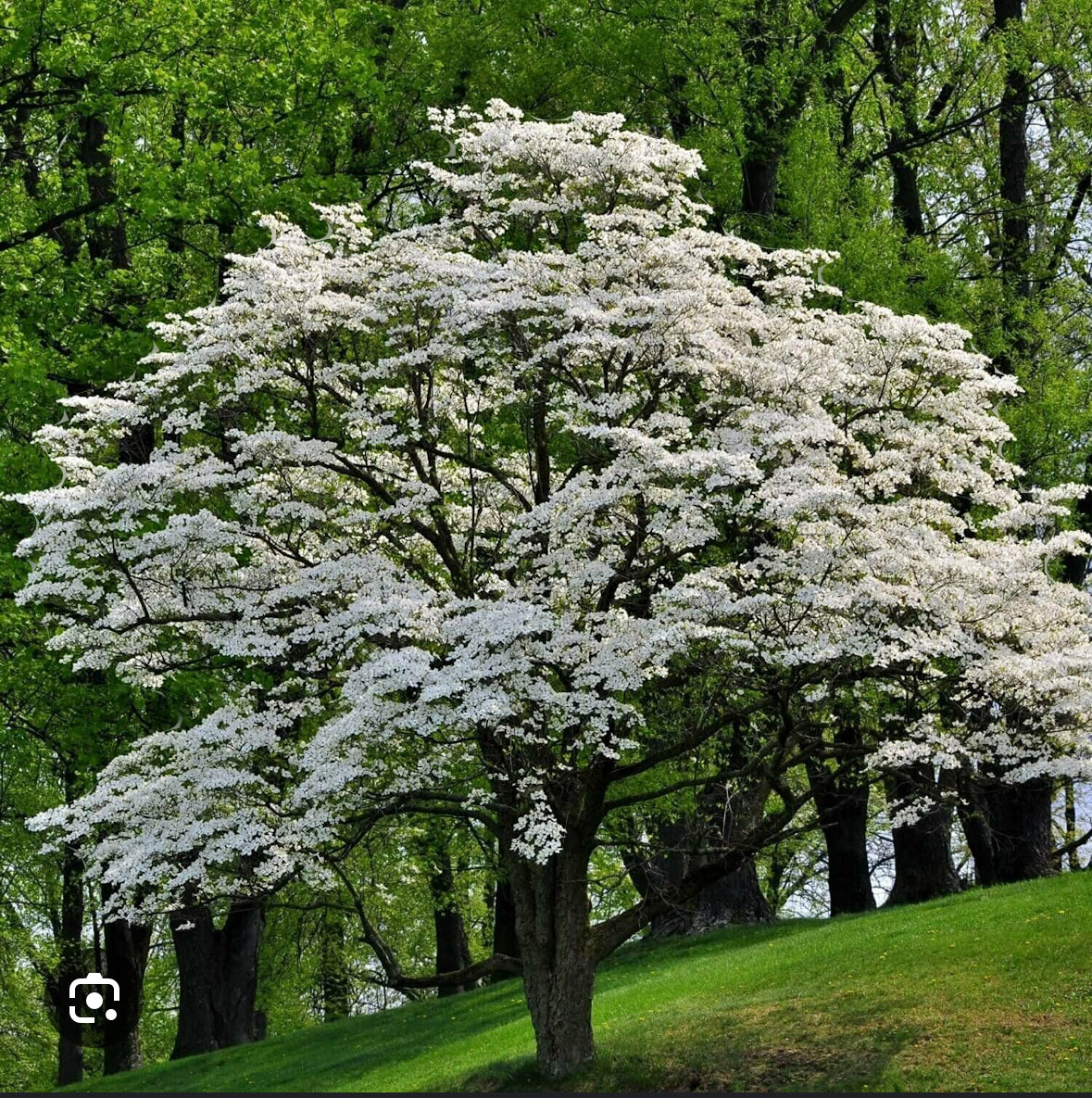 Cornus florida