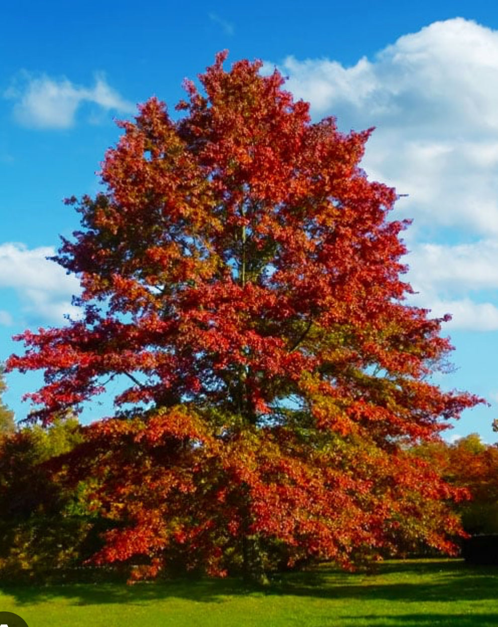 Acer seudoplatanoide