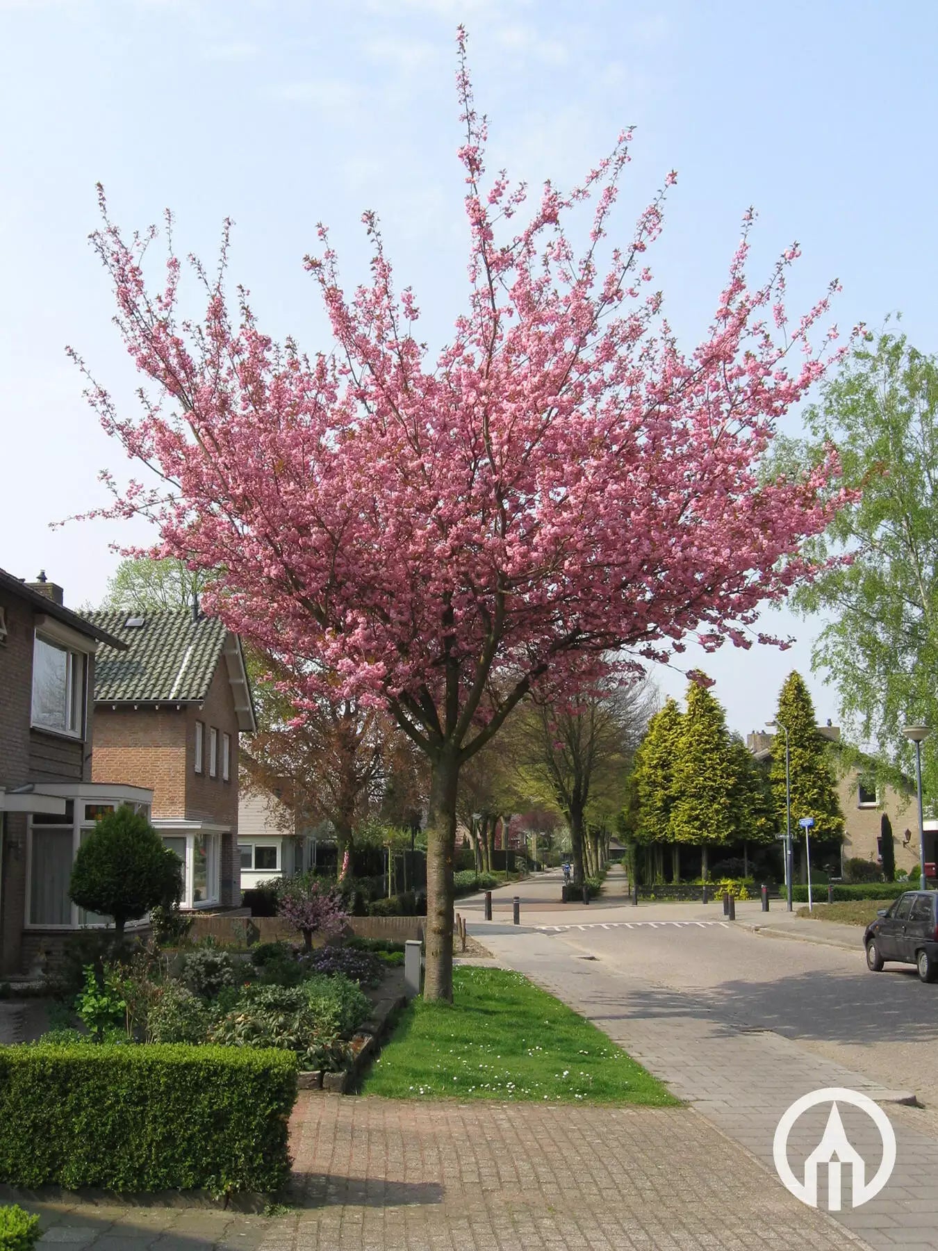 Cerezo en flor de copa