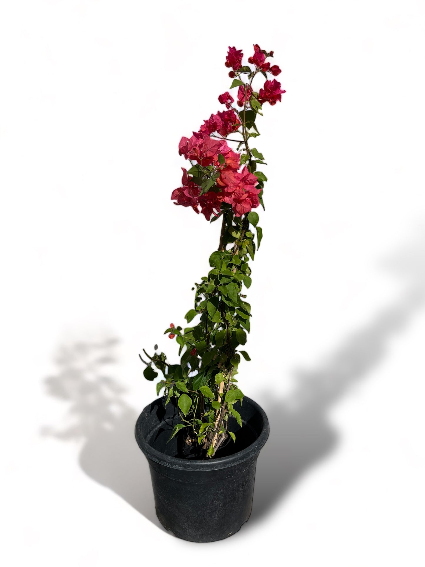 Bougambilea Grande