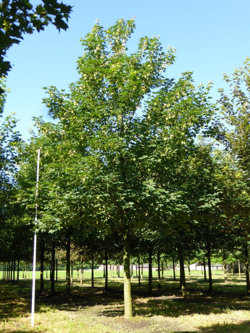 Acer sacharum
