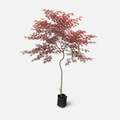 acer japonico - ACER-0414