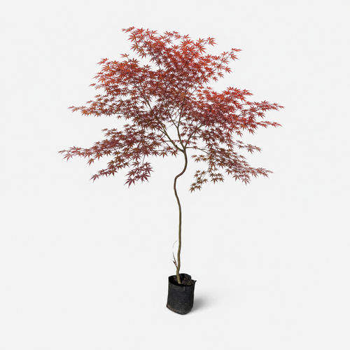 acer japonico - ACER-0414