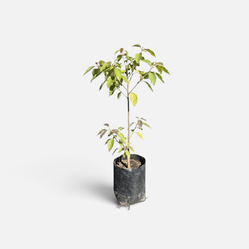 Alcanfor - ALCA-0013