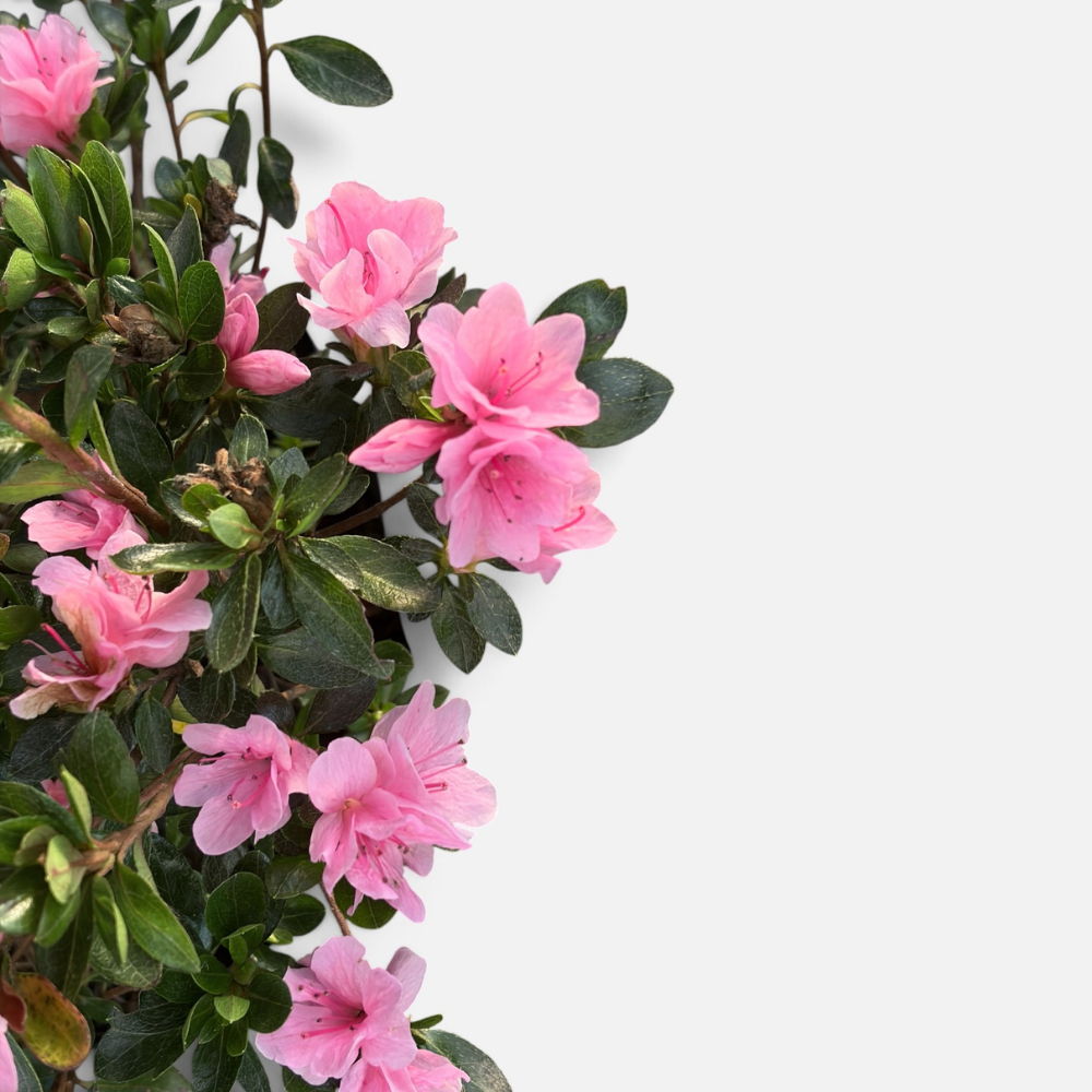 Azalea - AZAL-0393