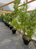 Acer japonico maceta