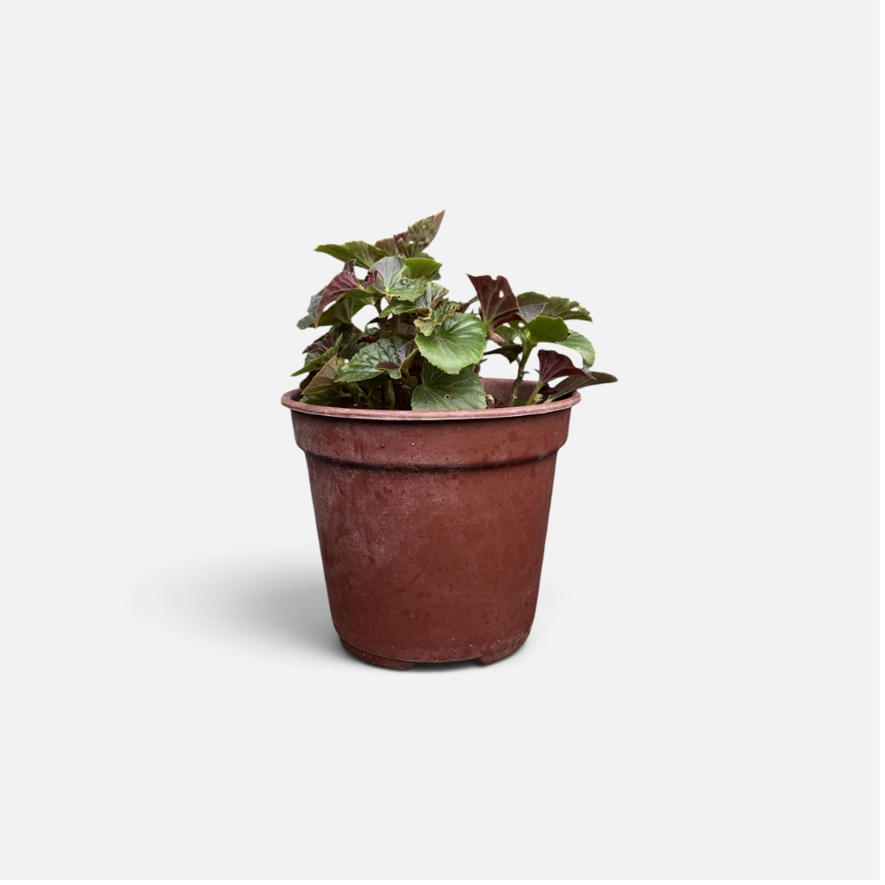 begonia porcelana - BEGO-0389