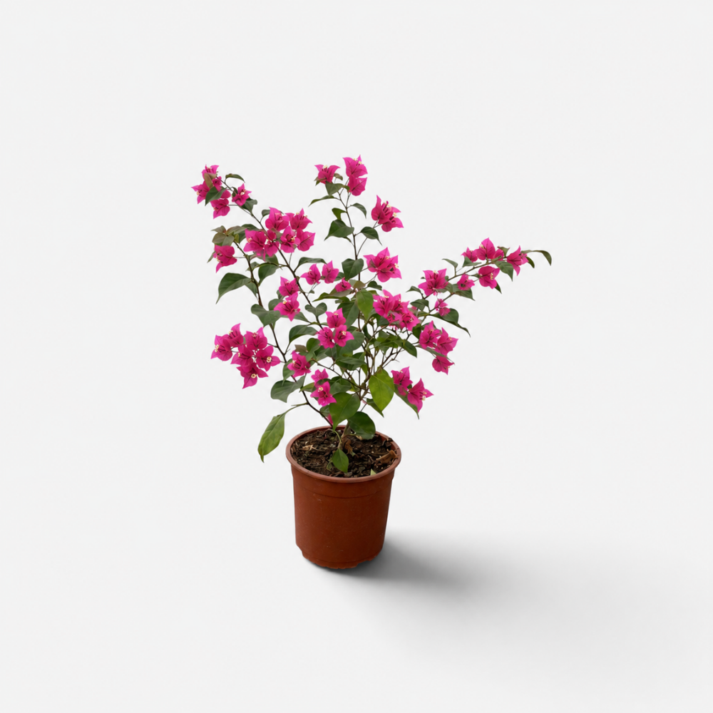 Bougambilea