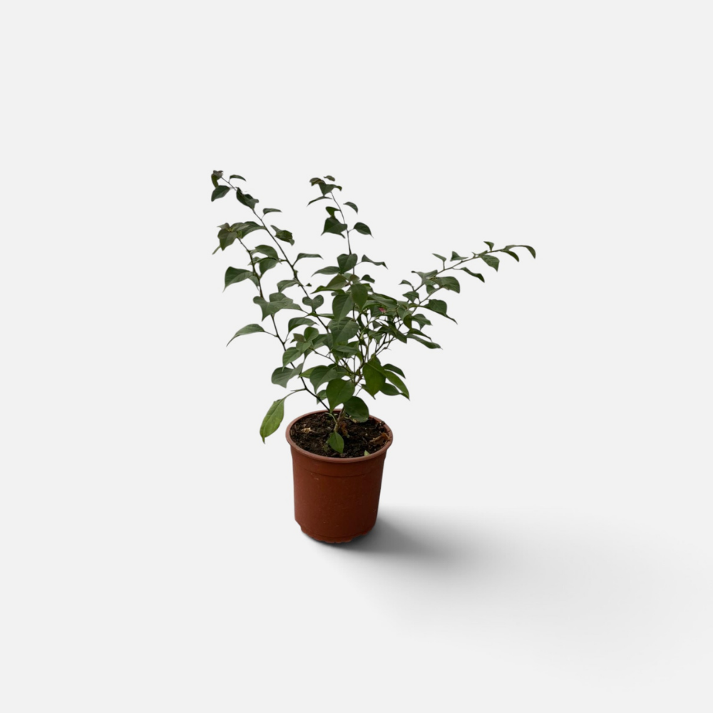 Bougambilea