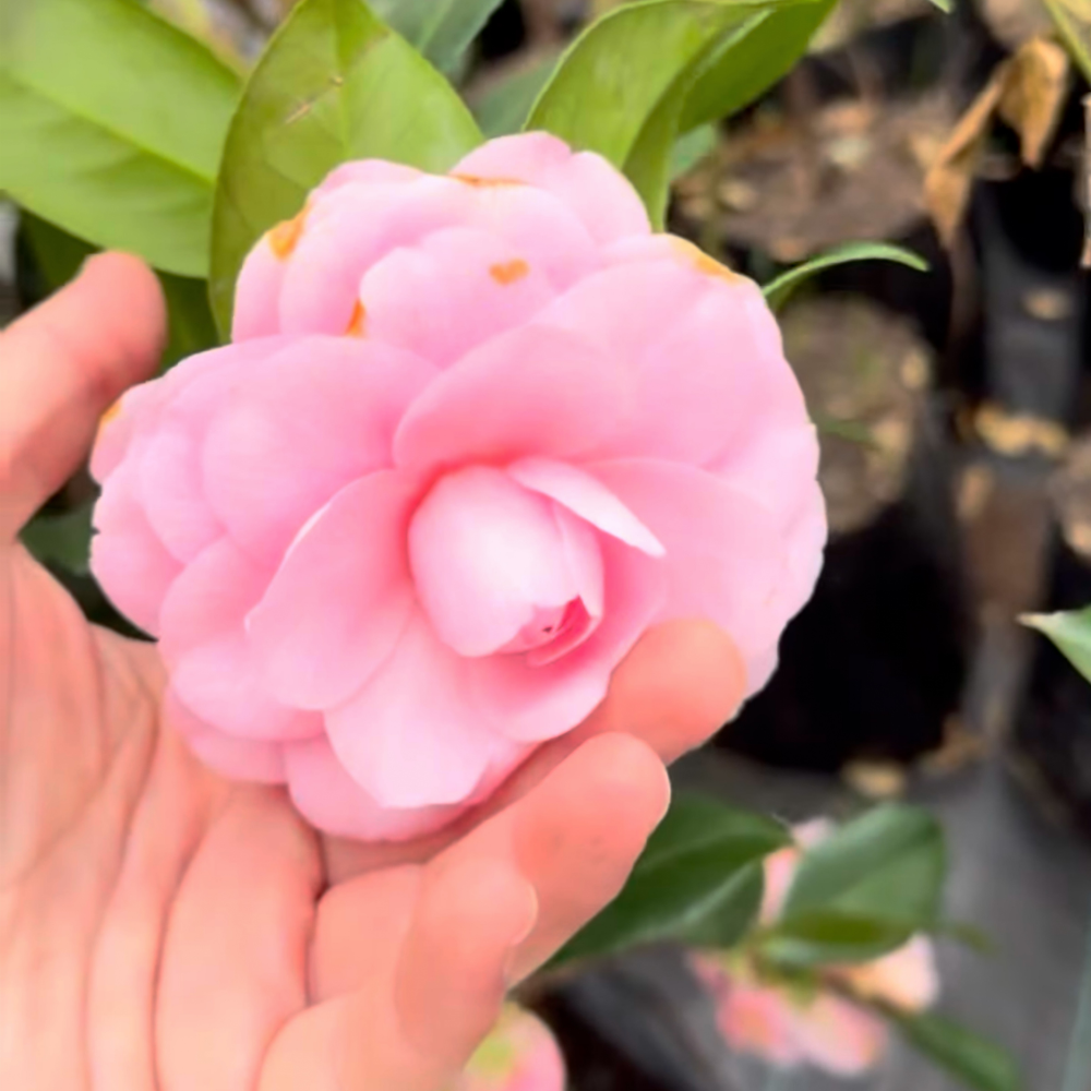 camelia