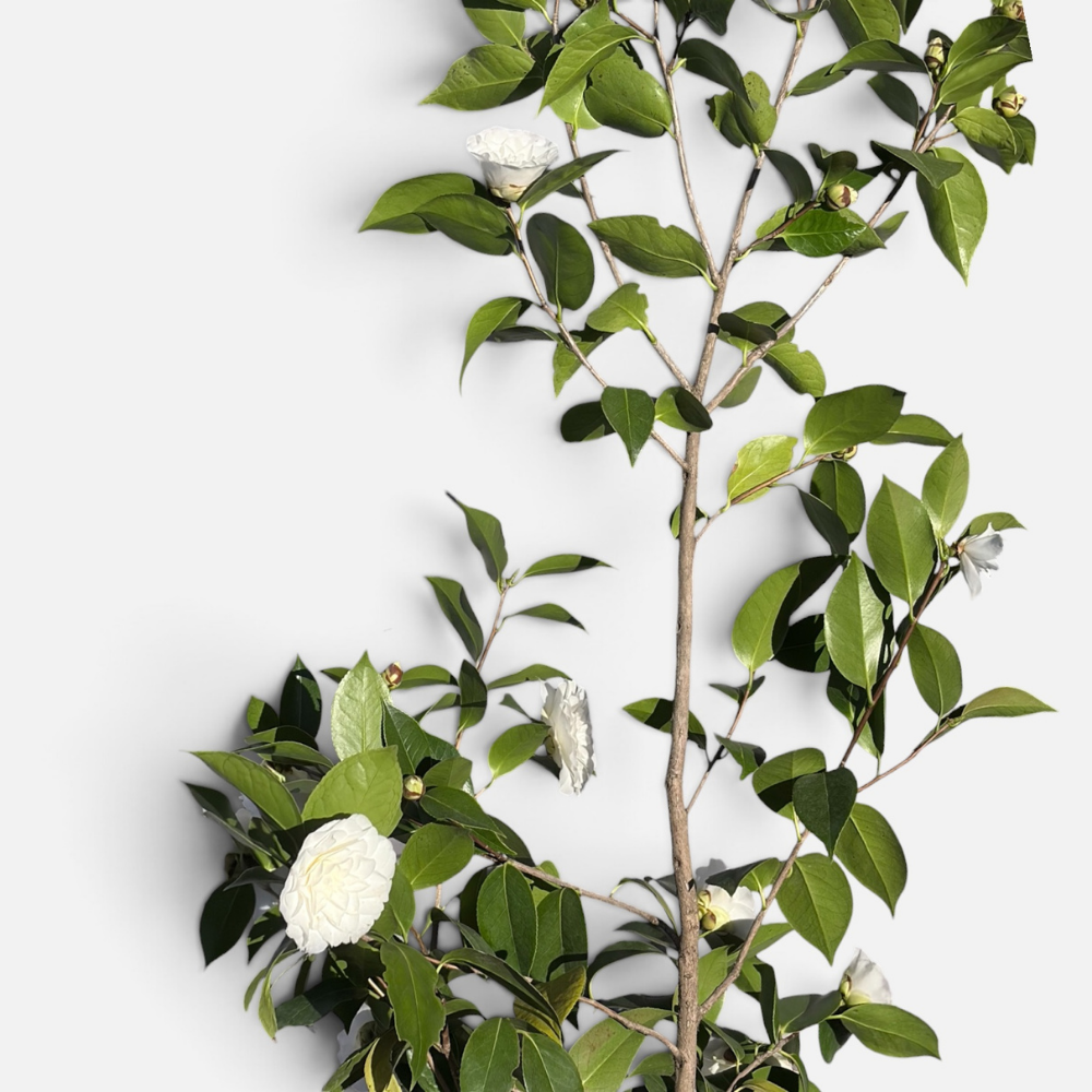 camelia