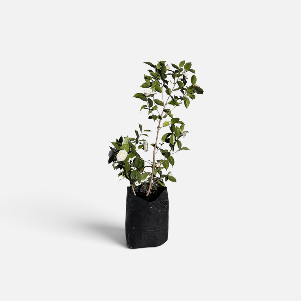 camelia