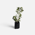 camelia