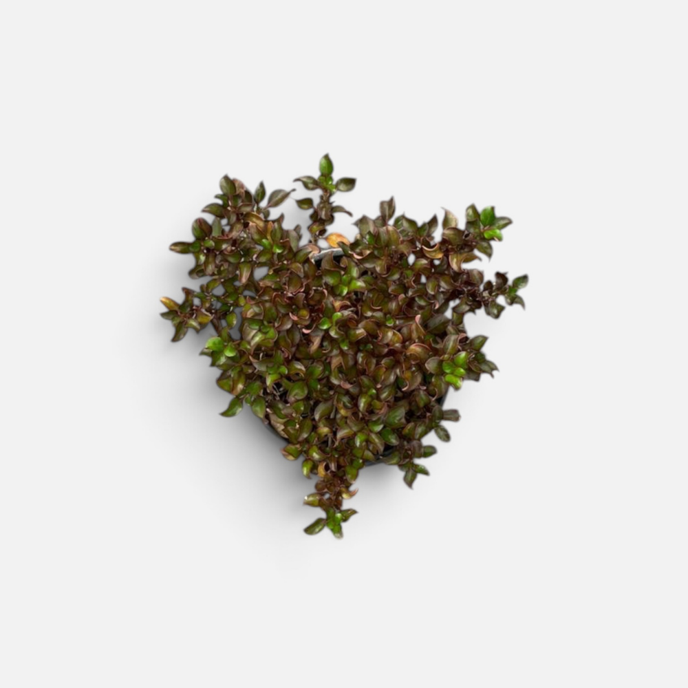 Coprosma