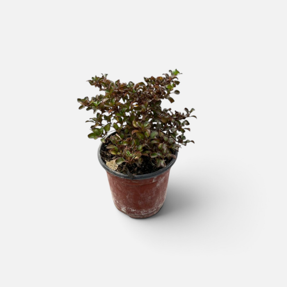 Coprosma