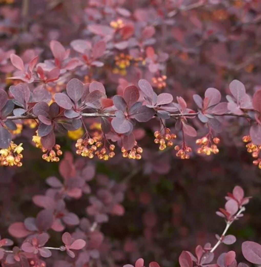 Berberis Rojo