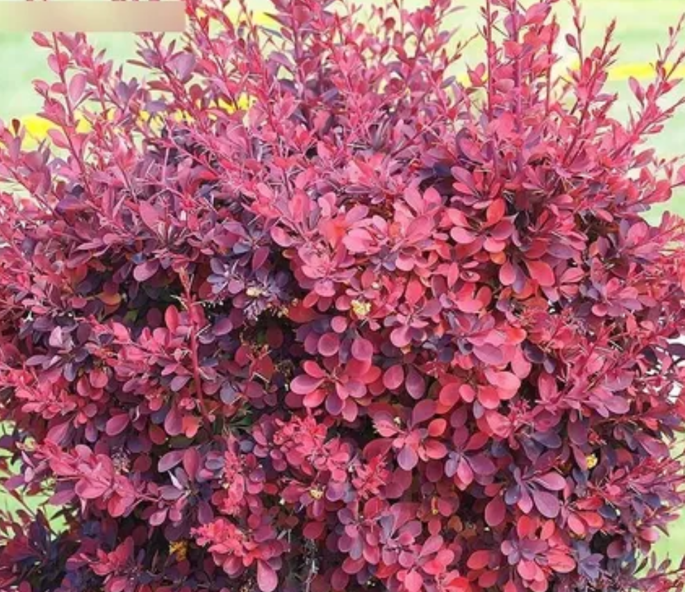 Berberis Rojo