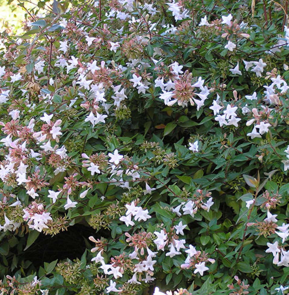 Abelia Verde