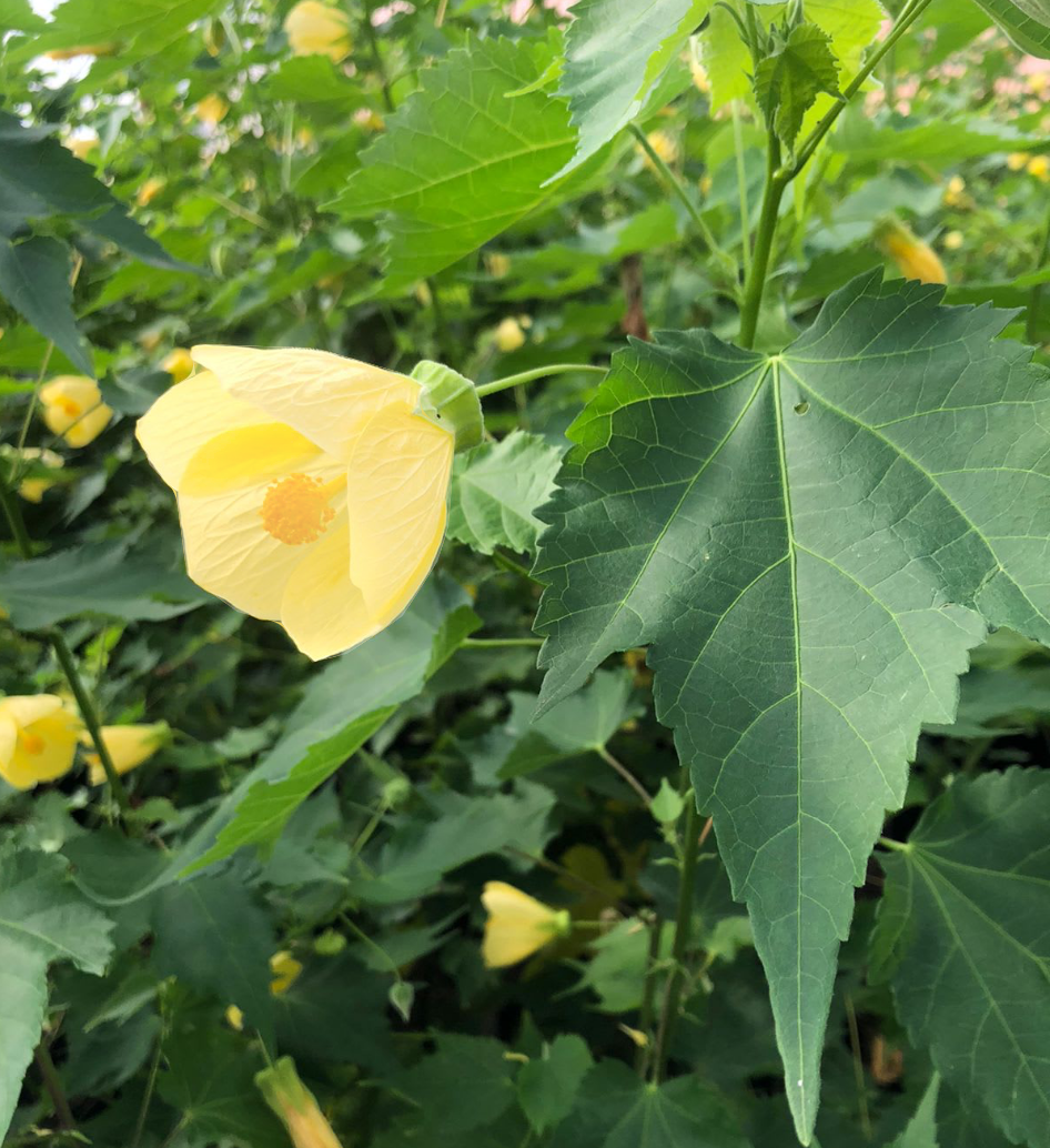 Abutilon