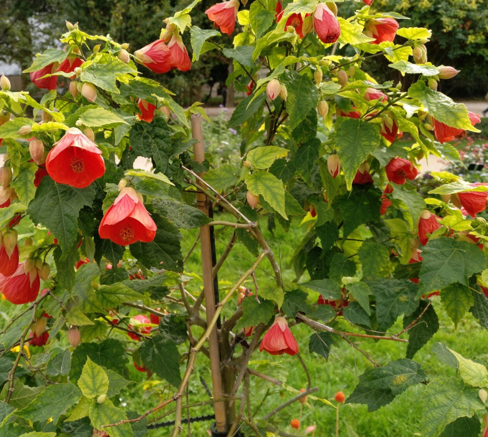 Abutilon