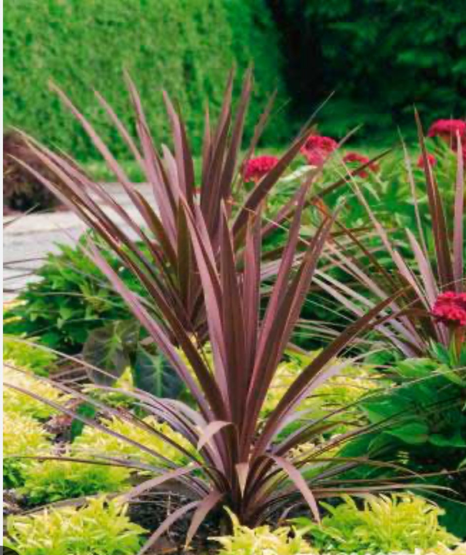 Dracena Roja