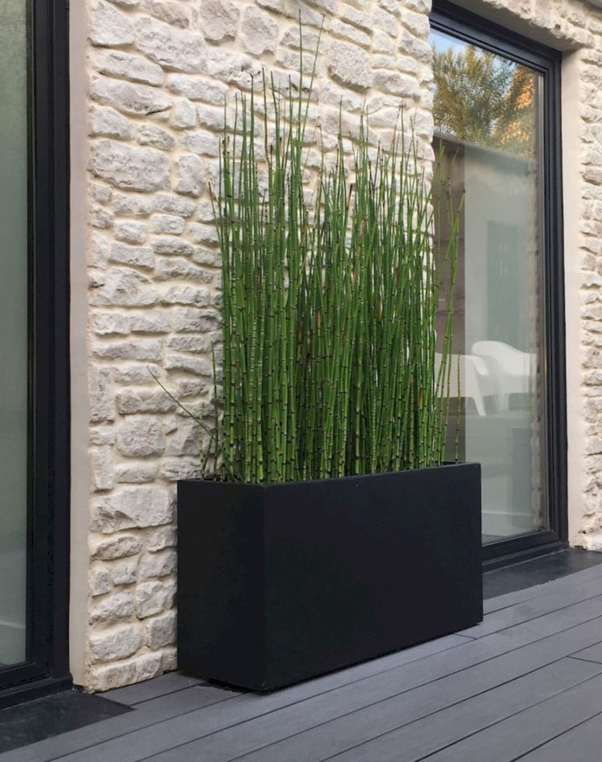 Equisetum