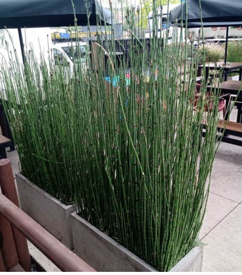 Equisetum