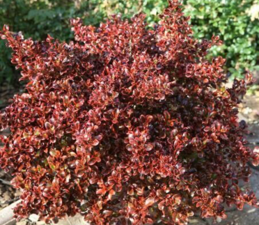 Coprosma