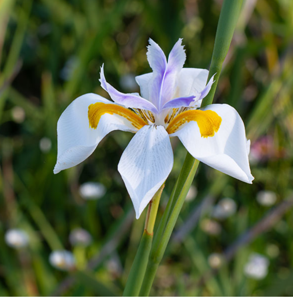 Diete Grandiflora