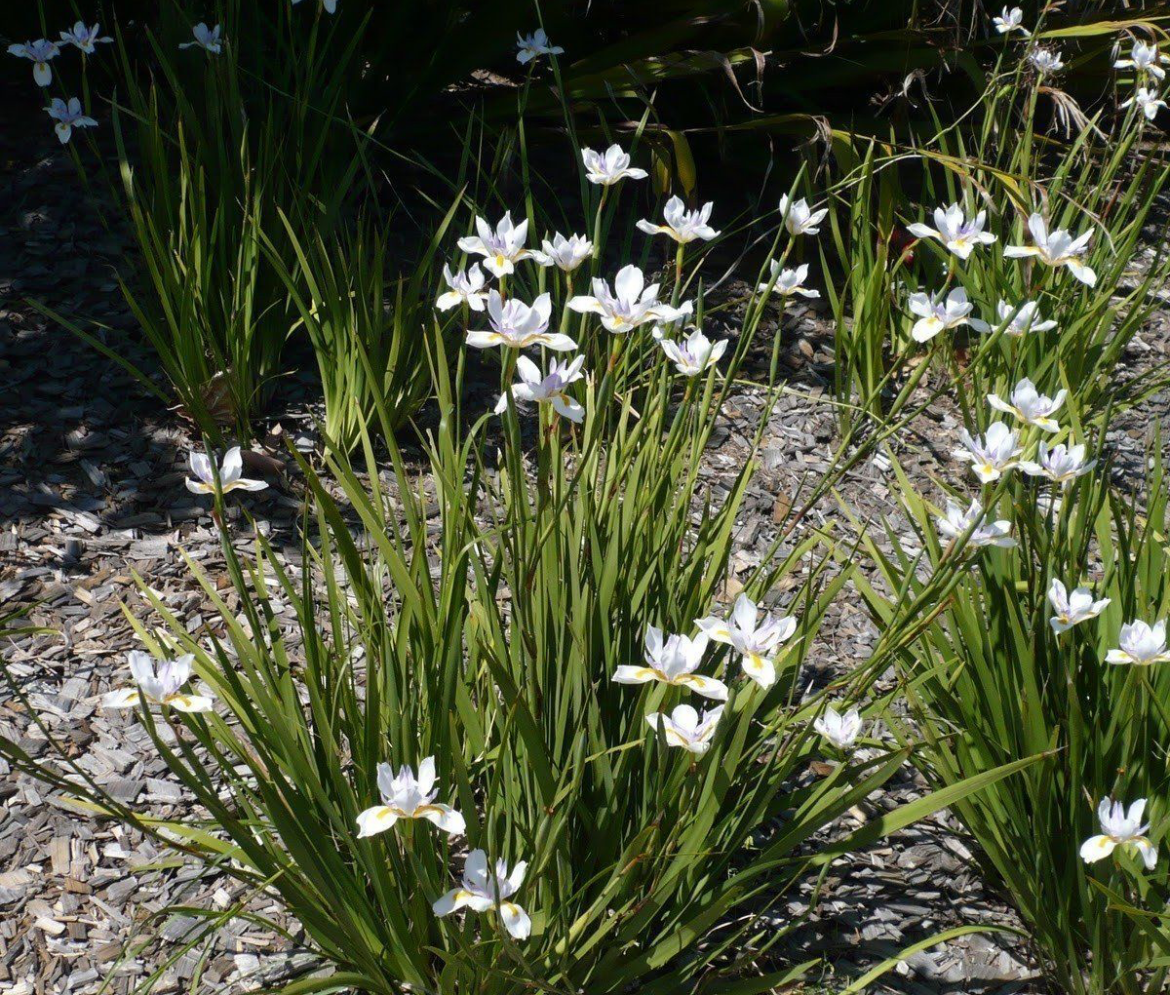 Diete Grandiflora