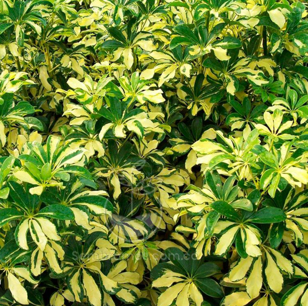 Chiflera