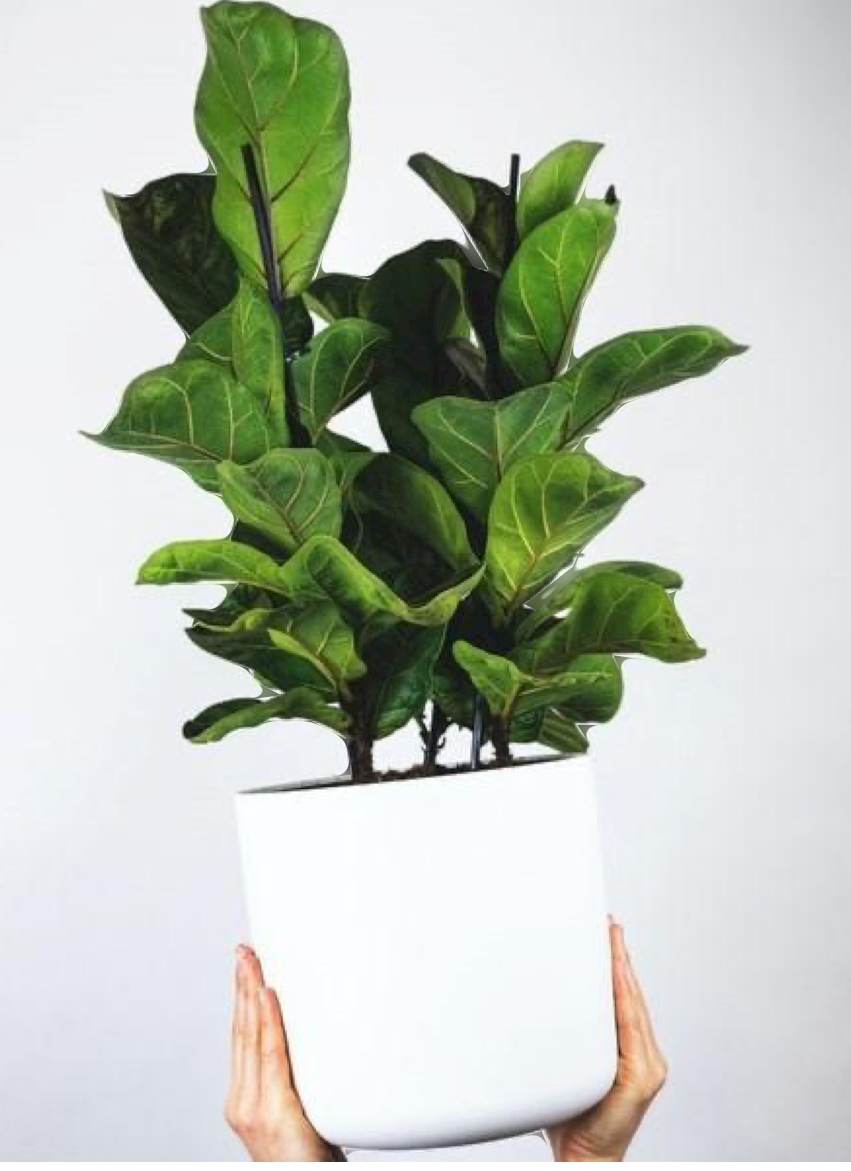 Ficus Lyrata