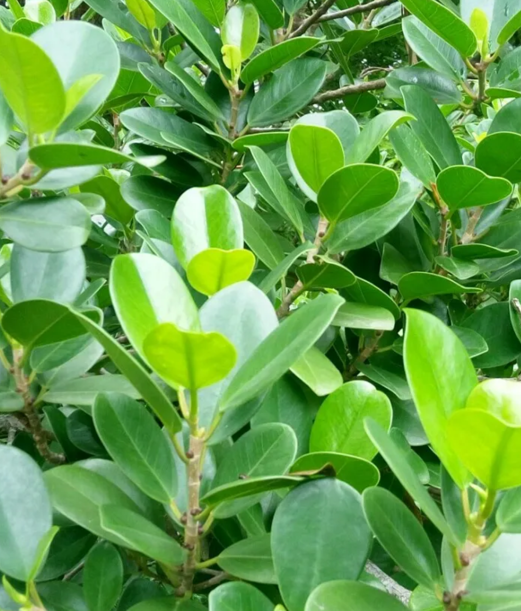 Ficus Redondo