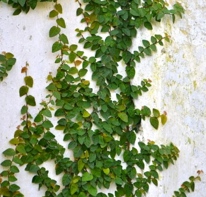 Ficus Repens