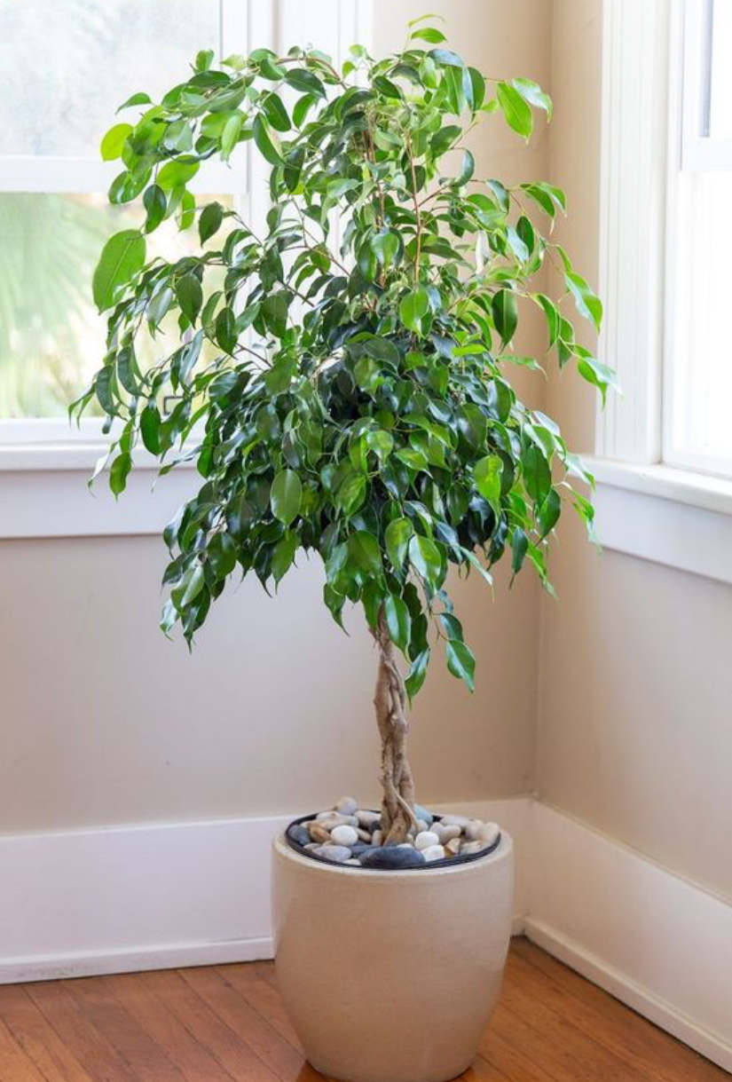 Ficus Verde