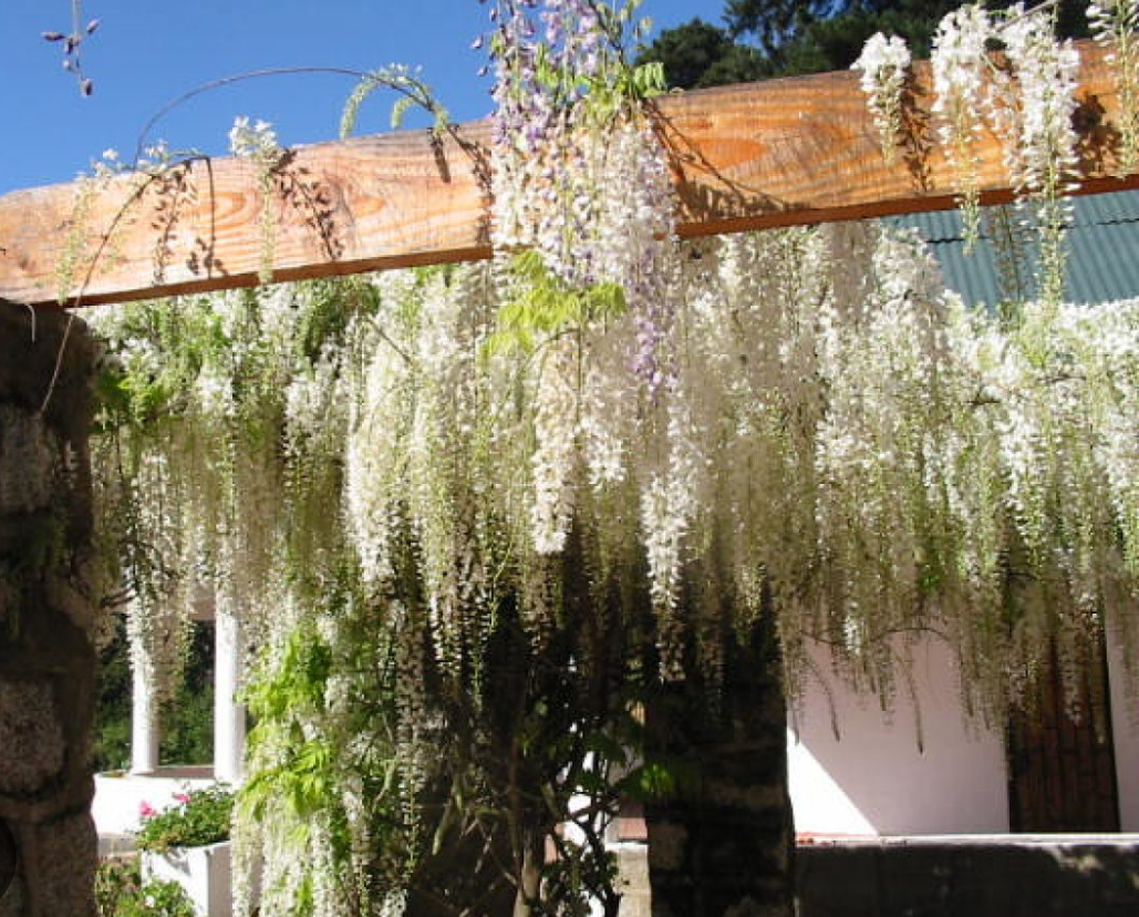 Flor de Pluma Blanca