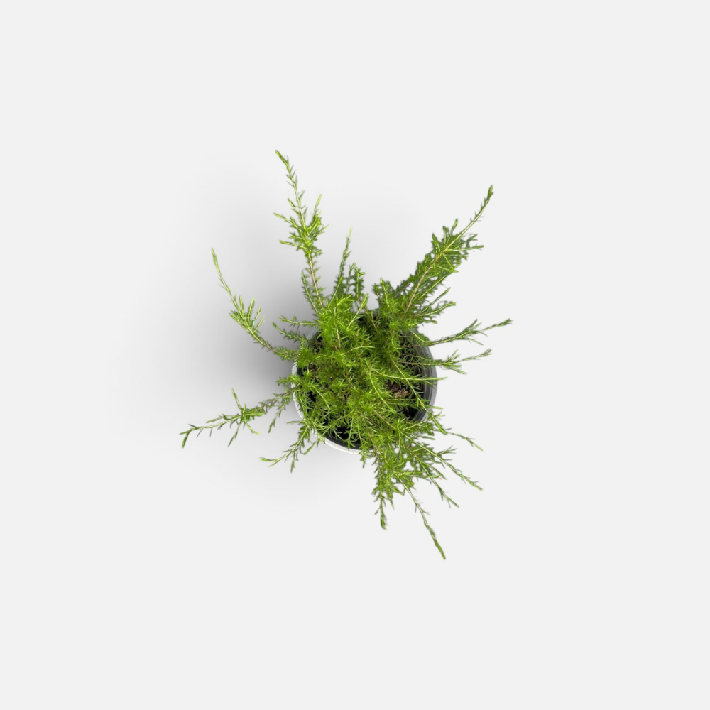 diosma
