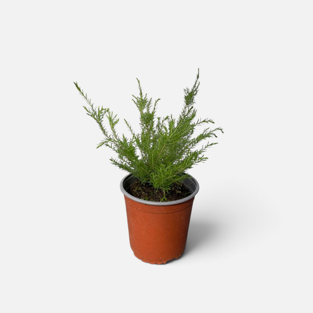 diosma
