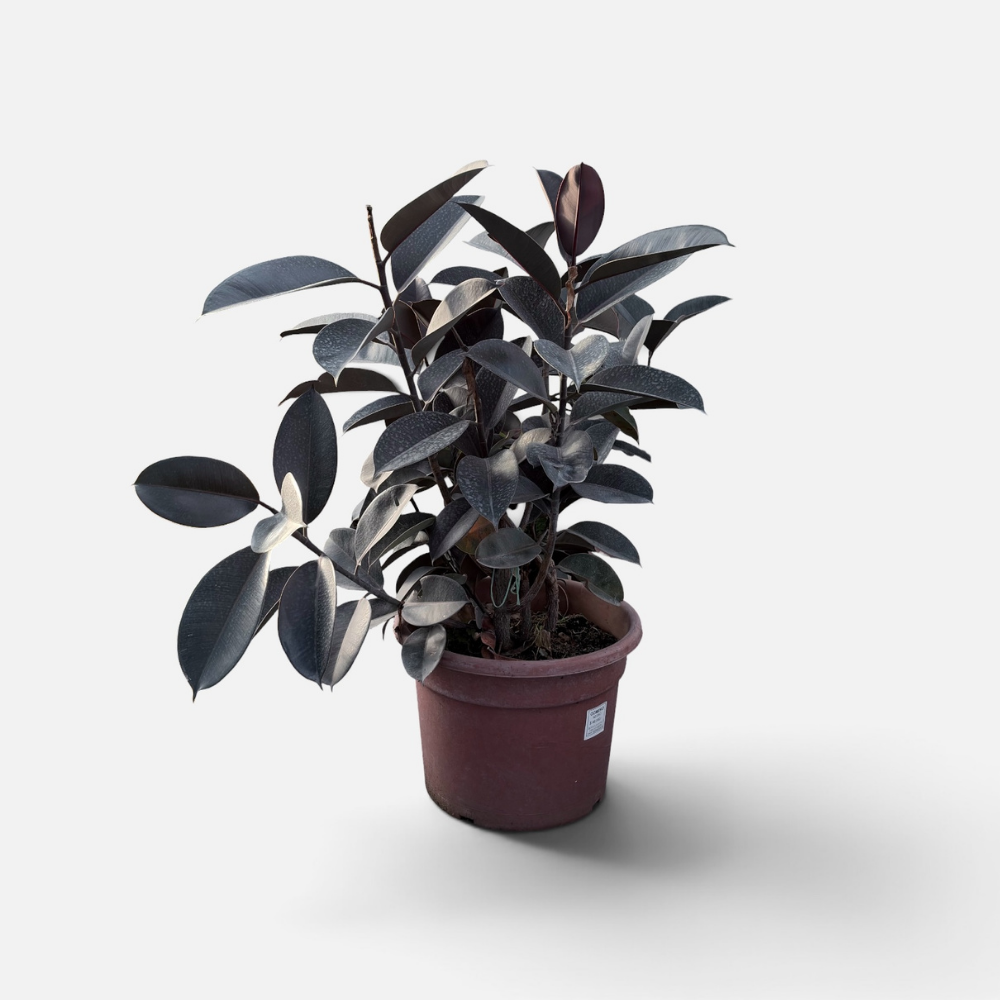Gomero - GOME-0803